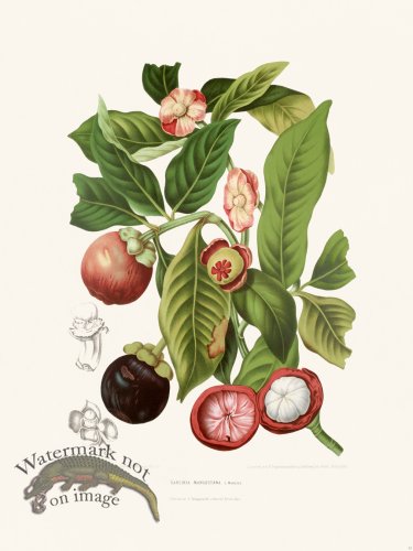 (image for) Horticulture of Java 15