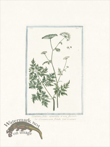 (image for) Bonelli 509 Hemlock