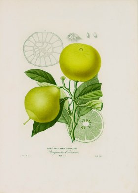 Poiteau Citrus 11