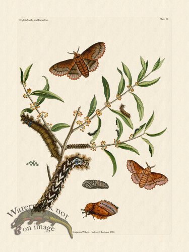 (image for) Wilkes Butterflies 098