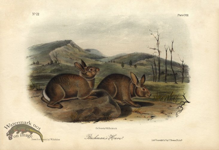 (image for) Backman\'s Hare