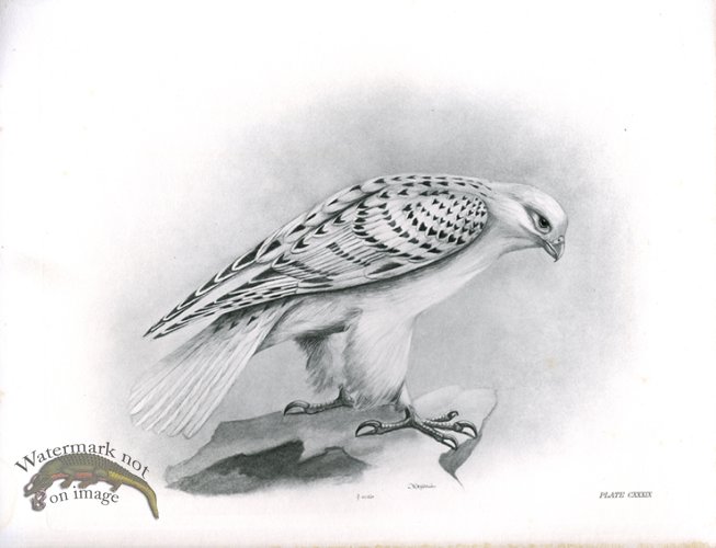 Bird 36 GREENLAND FALCON
