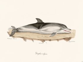 Cuvier 419 Dolphin Vulgar