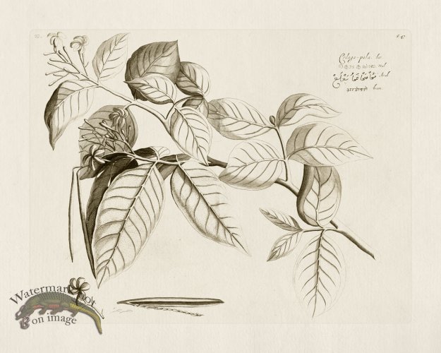 (image for) HORTUS VOL 01 47