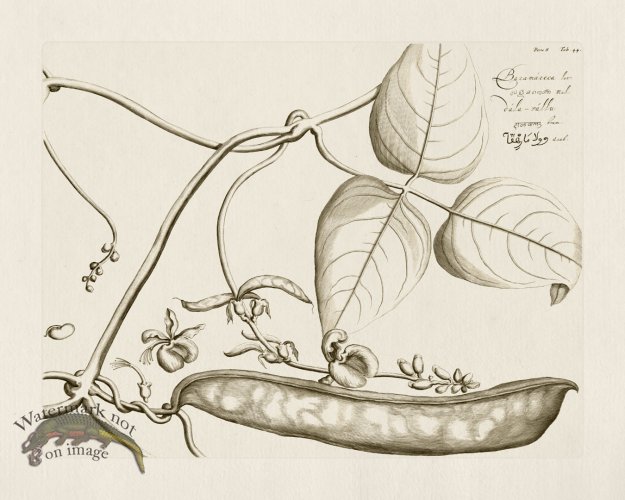 (image for) HORTUS VOl 08 44