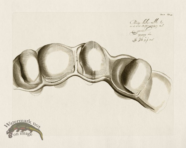 (image for) HORTUS VOl 08 33