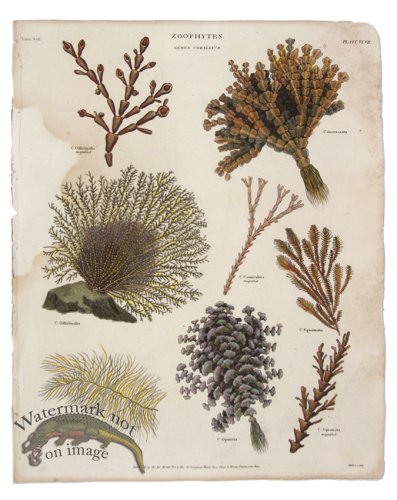 (image for) Seaweed