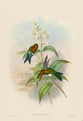 Gould Hummingbird 274