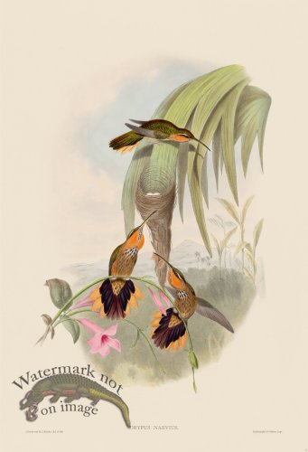 (image for) Gould Hummingbird 001