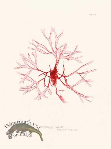 (image for) Bradbury Seaweed 065
