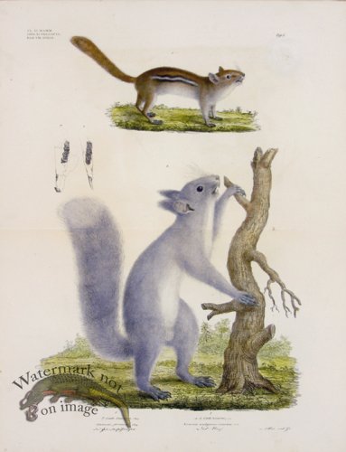 (image for) Goldfuss Eastern Chipmunk and Red Squirrel