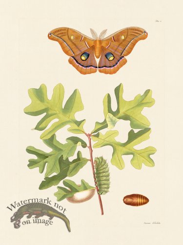 (image for) Abbot Butterfly 047