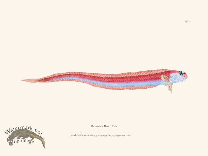 (image for) 065 Rubescent Band -Fish