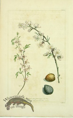 (image for) Philip Miller 117