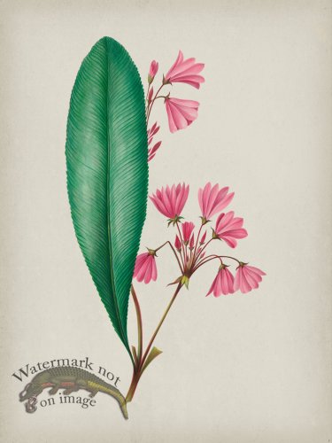 (image for) Andean Botanicals 001