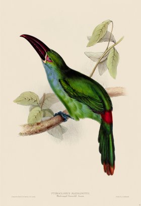 Blood-rumped Aracari