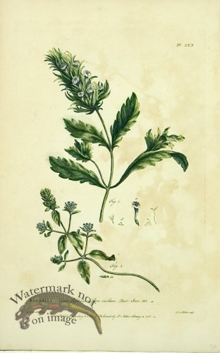 (image for) Philip Miller 114