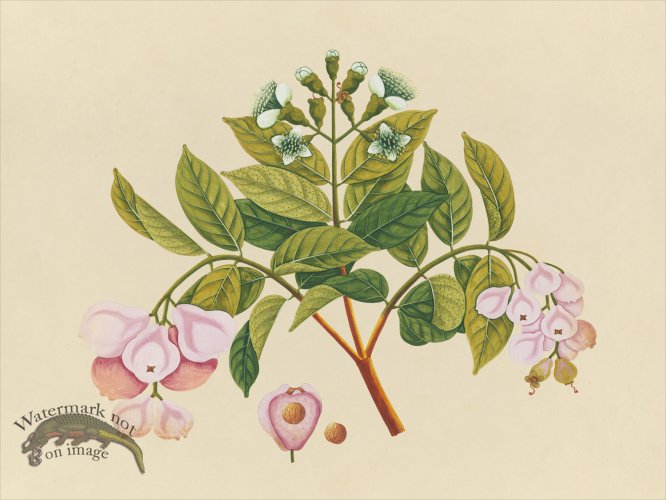 (image for) Far East Fruit and Flowers 06