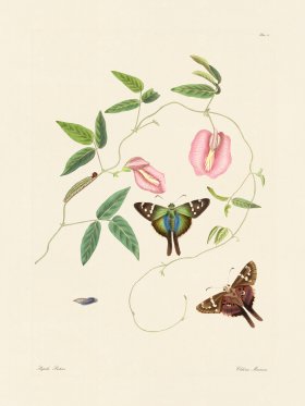 Abbot Butterfly 018