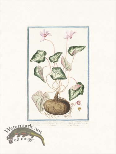 (image for) Bonelli 168 Round Cyclamen