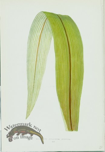 (image for) Lowes Leaves 21