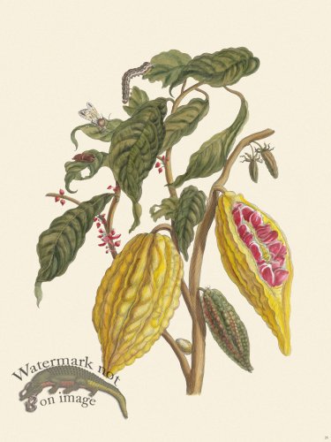 (image for) Merian Metamorphosis 26