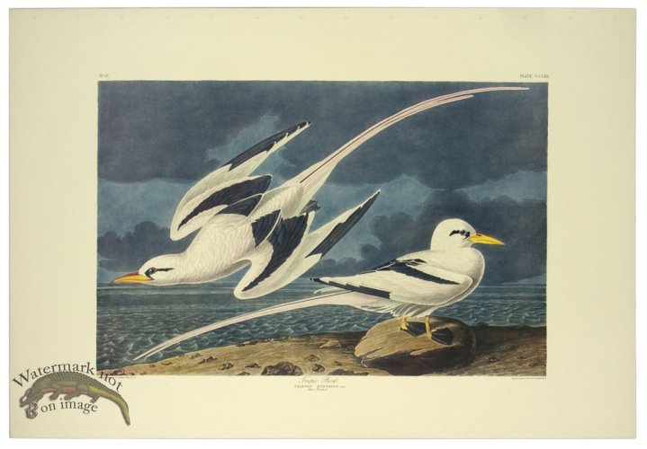 Tropic Bird L.E.