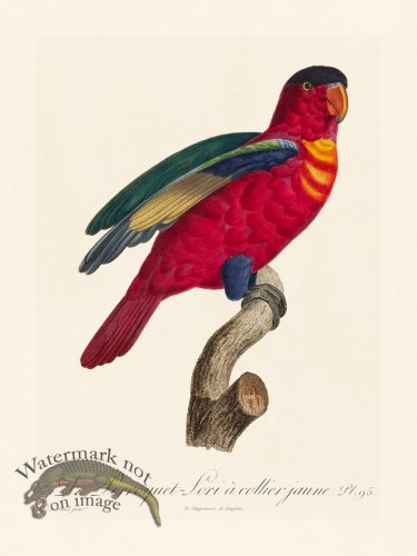 (image for) Barraband Parrot 095