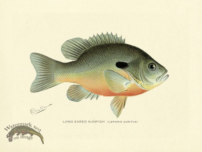 (image for) Sunfish - Long Eared