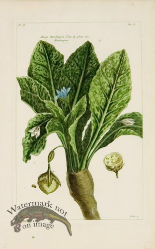 (image for) Buchoz Bot 32