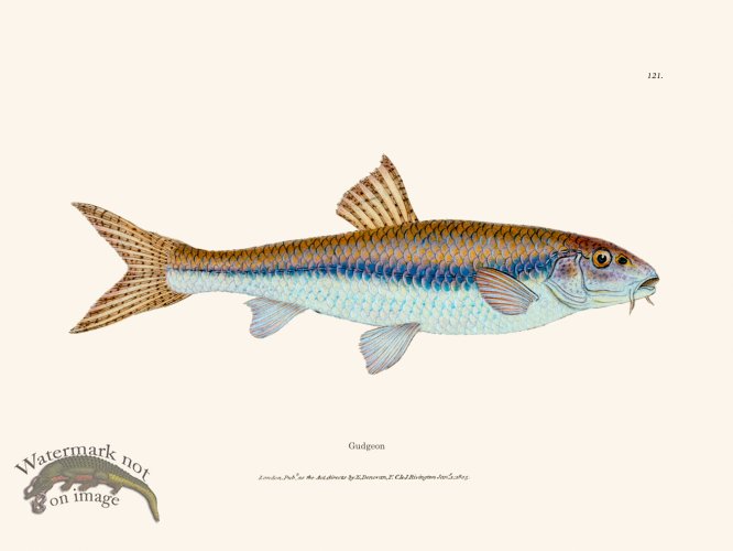 (image for) 121 Gudgeon