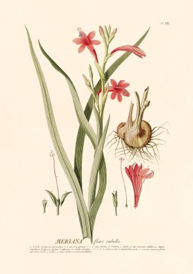 (image for) Trew Botanical 40