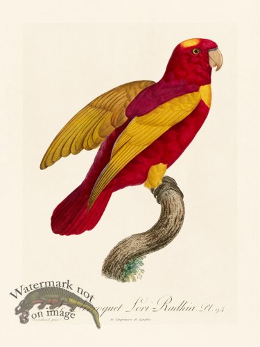 (image for) Barraband Parrot 094