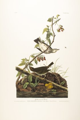 Golden Crowned Thrush