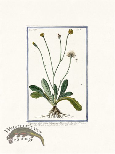 (image for) Bonelli V8 002