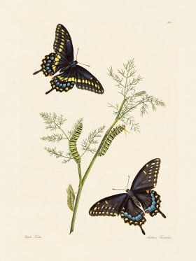 Abbot Butterfly 001