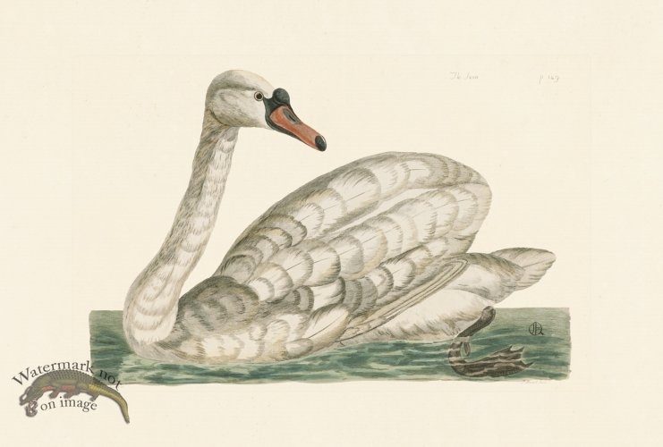 (image for) Pennant Zoology 022