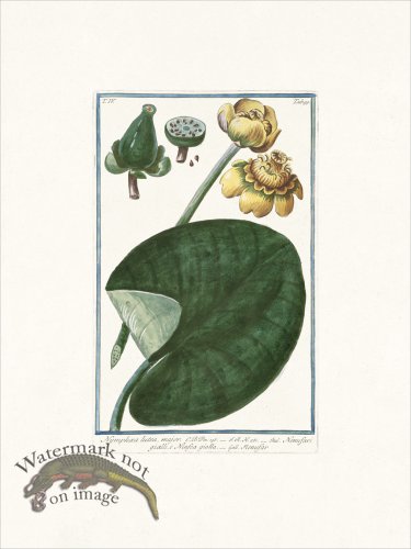 (image for) Bonelli 399 Bugle