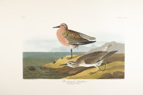 Red-Breasted Nuthatch