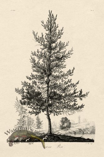 (image for) Defiennes Tree 11