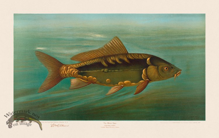 (image for) Mirror Carp