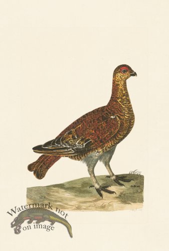 (image for) Pennant Zoology 111