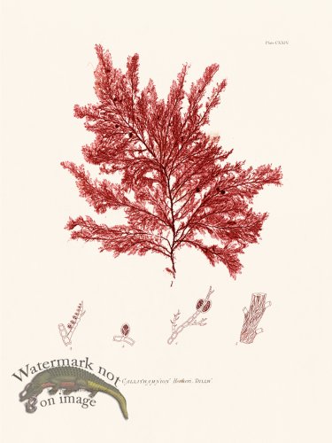 (image for) Bradbury Seaweed 124