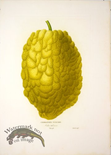 (image for) Des Orangers 27