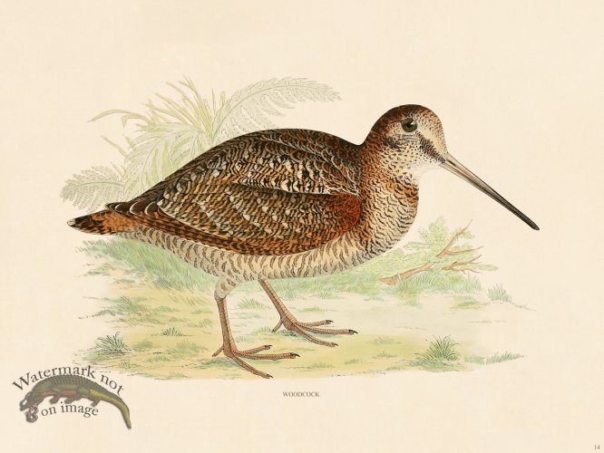 (image for) 14 BGB Woodcock