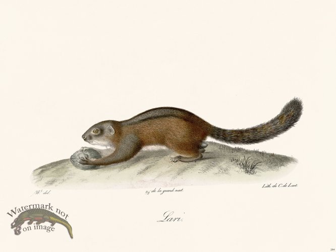 (image for) Cuvier 284 Lari