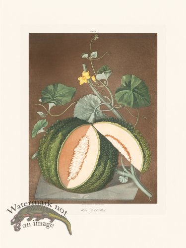 (image for) Brookshaw Fruit 14