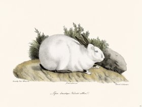 Cuvier 263 Domestic Rabbit