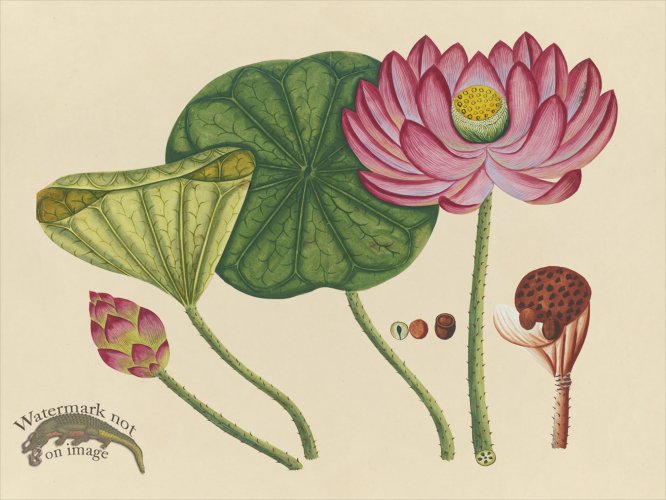 Far East Fruit and Flowers 12
