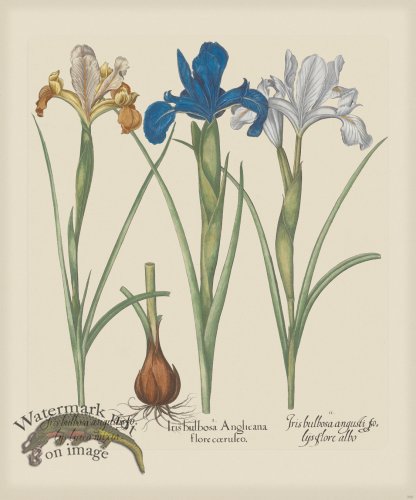 (image for) Besler 200 Colored B2